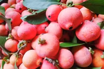 Rỏi rừng - Quả dại vùng đồi núi đắt khách mùa nắng nóng