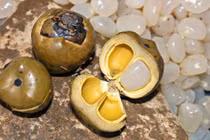 Hạt đác rừng miền Trung: Từ món ăn vặt bình dân thành đặc sản hút khách