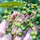 Đặc sản sả rừng hút khách, giá cao ngất ngưởng