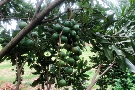 Loại hạt được ví như ‘hoàng hậu’ quả khô giá cao ngất vẫn hút khách toàn cầu