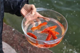 Cách chọn cá chép khỏe, đẹp để tiễn ông Công ông Táo về trời