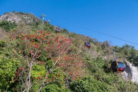 Hoa vông nem rực rỡ khoe sắc trên núi Bà Đen mùa khô