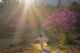 Vẻ đẹp hoang sơ của Tùng Vài thu hút du khách mỗi mùa xuân