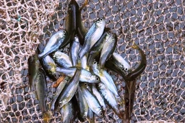 Mùa cá rầm xanh ở miền Trung: Thời điểm hiếm hoi để săn bắt