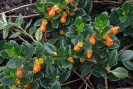 Chỉ từ 35.000 đồng, cây hoa như 'đàn cá vàng' gây sốt vì vừa đẹp vừa hút lộc