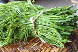 Những loại rau rừng miền núi hấp dẫn, giá trị ẩm thực và sức khỏe đặc biệt