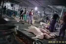 Thịt lợn bệnh tiềm ẩn nhiều vi khuẩn, ký sinh trùng nguy hiểm