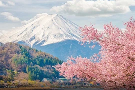 Hoa anh đào sớm nở, du khách Việt bắt đầu trở lại Nhật Bản