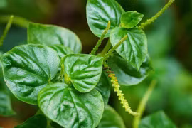 Rau càng cua thành đặc sản đô thị, giá 100.000 đồng/kg vẫn cháy hàng