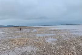 Ngao thương phẩm chết hàng loạt gây thiệt hại gần 3 tỷ đồng tại Hà Tĩnh