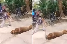 Chó béc giê xổng xích tấn công, cụ ông 83 tuổi tử vong thương tâm