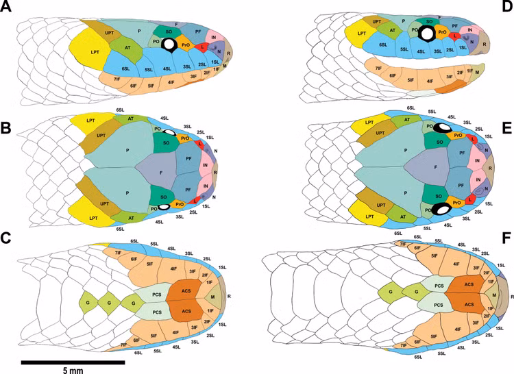 Loai ran ho nuoc vua duoc phat hien chi co o Viet Nam-Hinh-5