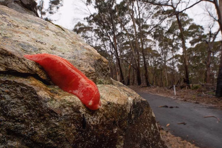Tan muc loai sen ky la nhat hanh tinh, mau hong ruc nhu son-Hinh-5
