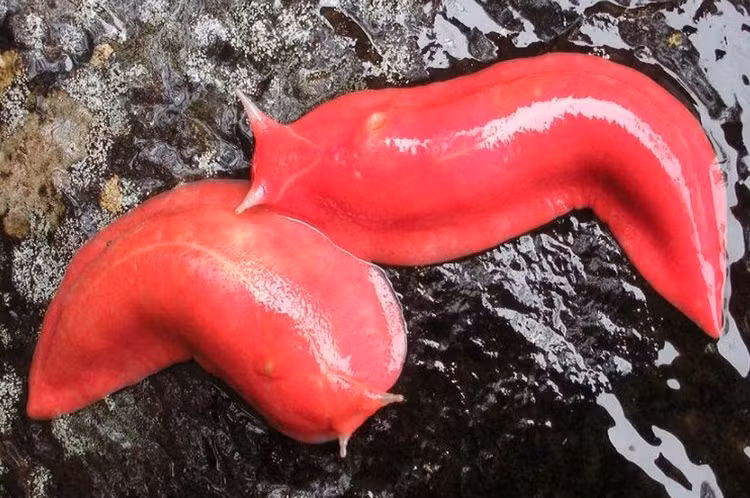 Tan muc loai sen ky la nhat hanh tinh, mau hong ruc nhu son-Hinh-11