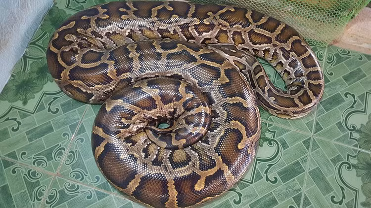 Kinh hoang 'quai thu' dai hon 8 met an nau tren mai nha-Hinh-7