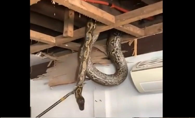Kinh hoang 'quai thu' dai hon 8 met an nau tren mai nha-Hinh-4