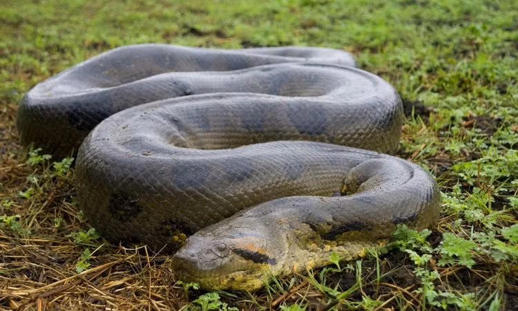 Ron nguoi dan 'quai thu' 40 con nam luc nhuc quanh xac me-Hinh-6