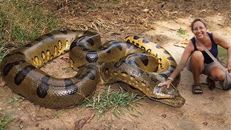 Ron nguoi dan 'quai thu' 40 con nam luc nhuc quanh xac me-Hinh-5