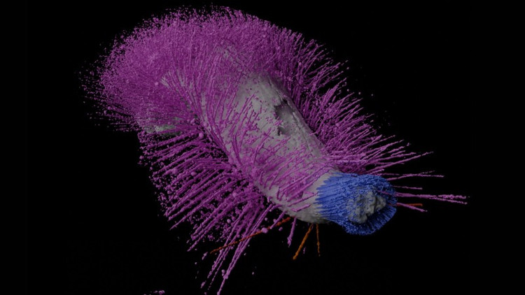 Pha phong an 430 trieu nam, 2 sinh vat tai xuat dep hoan hao-Hinh-2