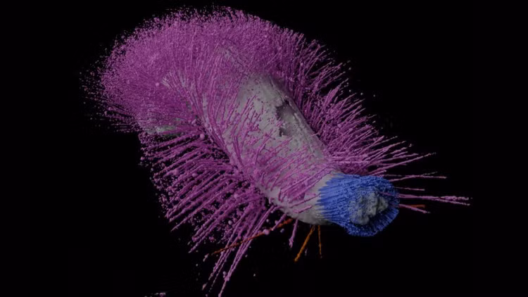 Pha phong an 430 trieu nam, 2 sinh vat tai xuat dep hoan hao-Hinh-2