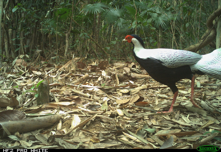 Động vật quý hiếm tại Xuân Liên lọt bẫy ảnh lên báo nước ngoài - Hình 6 Dong vat quy hiem tai Xuan Lien lot bay anh len bao nuoc ngoai-Hinh-6