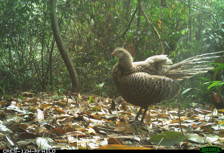 Động vật quý hiếm tại Xuân Liên lọt bẫy ảnh lên báo nước ngoài - Hình 11 Dong vat quy hiem tai Xuan Lien lot bay anh len bao nuoc ngoai-Hinh-11