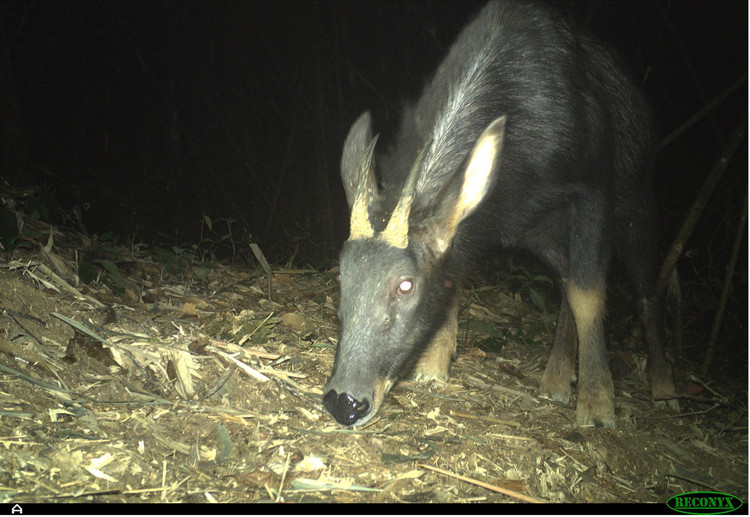 Động vật quý hiếm tại Xuân Liên lọt bẫy ảnh lên báo nước ngoài - Hình 7 Dong vat quy hiem tai Xuan Lien lot bay anh len bao nuoc ngoai-Hinh-7