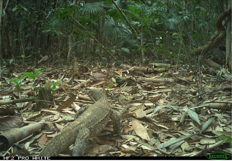 Động vật quý hiếm tại Xuân Liên lọt bẫy ảnh lên báo nước ngoài - Hình 9 Dong vat quy hiem tai Xuan Lien lot bay anh len bao nuoc ngoai-Hinh-9