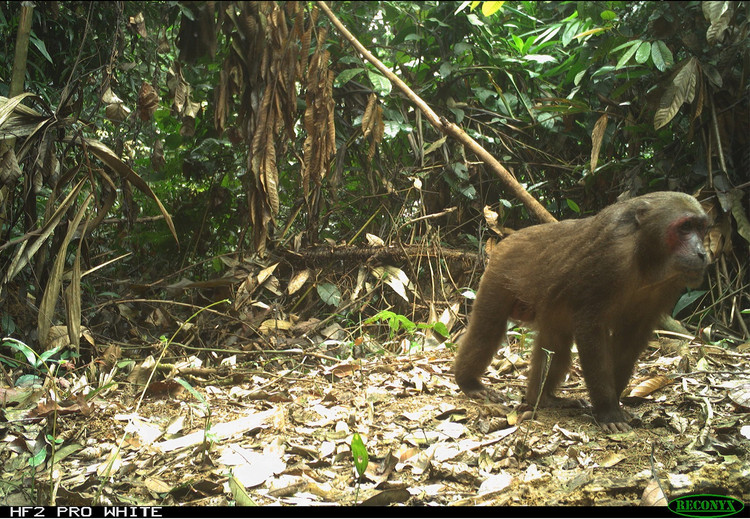 Động vật quý hiếm tại Xuân Liên lọt bẫy ảnh lên báo nước ngoài - Hình 5 Dong vat quy hiem tai Xuan Lien lot bay anh len bao nuoc ngoai-Hinh-5