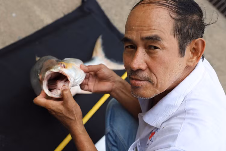 Ca ma khong lo ngo tuyet chung lai xuat hien tren song Me Kong-Hinh-10