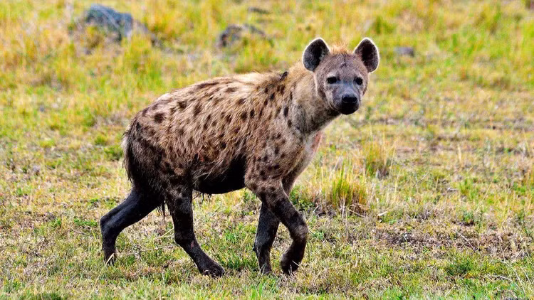 Tai sao linh cau khong bi su tu an thit du khong manh nhat-Hinh-5