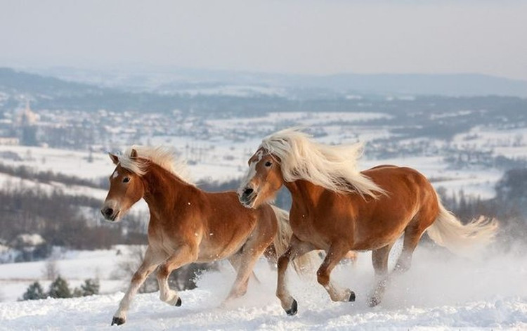 Top loai ngua quy hiem nhat the gian, dai gia khat khao so huu-Hinh-5