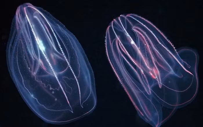 La lung loai sua hop nhat hai thanh mot de... duong thuong-Hinh-8