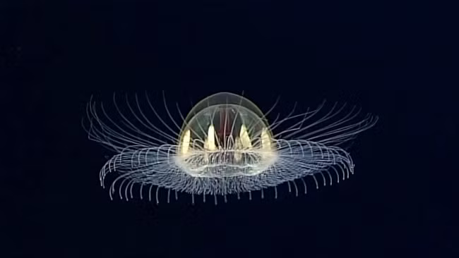 La lung loai sua hop nhat hai thanh mot de... duong thuong-Hinh-5