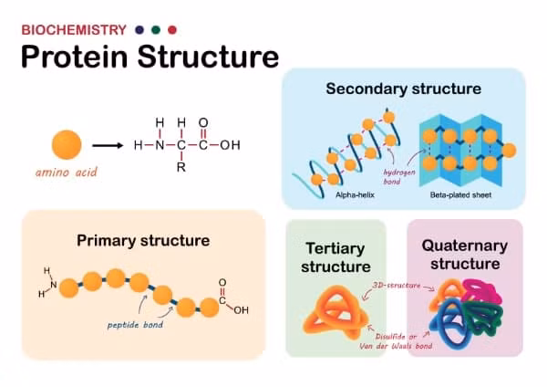 Giai Nobel hoa hoc 2024 trao cho 3 nha nghien cuu giai ma protein-Hinh-2