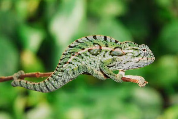 Tac ke hoa ngo tuyet chung hon tram nam truoc bat ngo tai xuat-Hinh-4