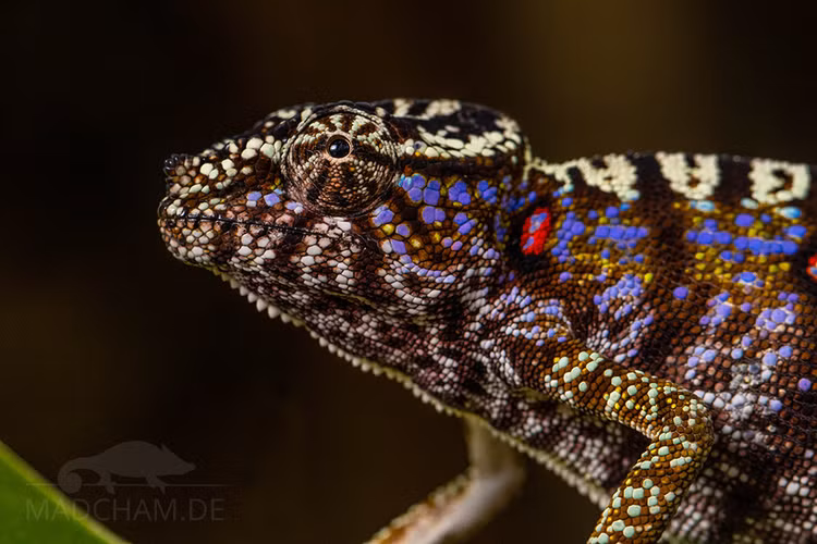 Tac ke hoa ngo tuyet chung hon tram nam truoc bat ngo tai xuat-Hinh-6