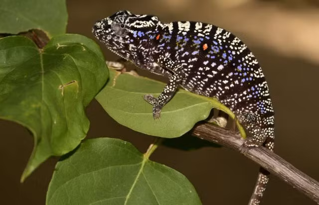 Tac ke hoa ngo tuyet chung hon tram nam truoc bat ngo tai xuat-Hinh-10