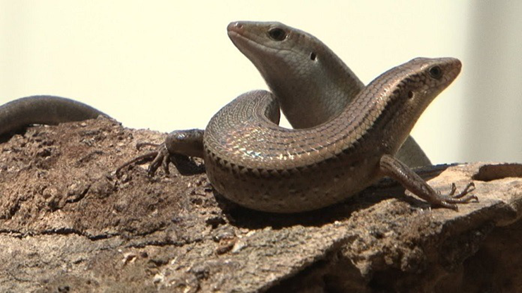 Kiếm bộn tiền từ loài 'rắn 4 chân' hiền khô nhút nhát - Hình 4 Kiem bon tien tu loai 'ran 4 chan' hien kho nhut nhat-Hinh-4