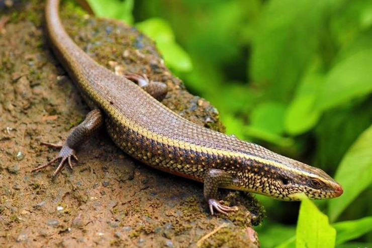 Kiếm bộn tiền từ loài 'rắn 4 chân' hiền khô nhút nhát - Hình 2 Kiem bon tien tu loai 'ran 4 chan' hien kho nhut nhat-Hinh-2