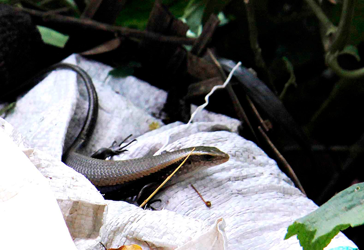 Kiếm bộn tiền từ loài 'rắn 4 chân' hiền khô nhút nhát - Hình 3 Kiem bon tien tu loai 'ran 4 chan' hien kho nhut nhat-Hinh-3