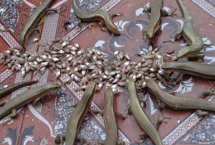 Kiếm bộn tiền từ loài 'rắn 4 chân' hiền khô nhút nhát - Hình 5 Kiem bon tien tu loai 'ran 4 chan' hien kho nhut nhat-Hinh-5