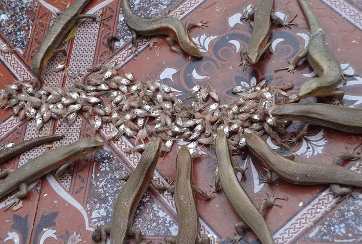 Kiem bon tien tu loai 'ran 4 chan' hien kho nhut nhat-Hinh-5