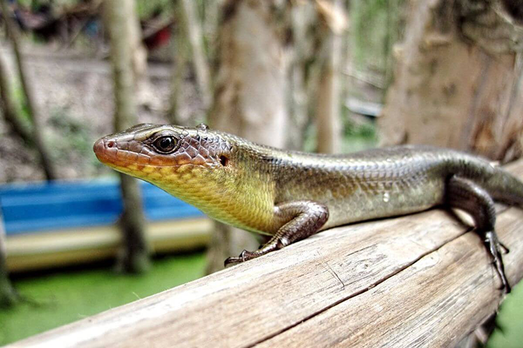 Kiếm bộn tiền từ loài 'rắn 4 chân' hiền khô nhút nhát - Hình 10 Kiem bon tien tu loai 'ran 4 chan' hien kho nhut nhat-Hinh-10