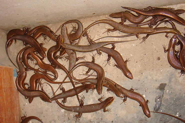 Kiếm bộn tiền từ loài 'rắn 4 chân' hiền khô nhút nhát - Hình 7 Kiem bon tien tu loai 'ran 4 chan' hien kho nhut nhat-Hinh-7