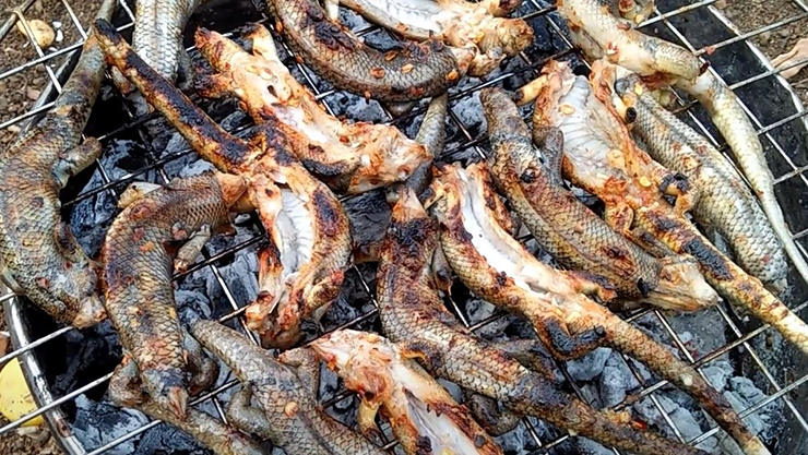 Kiếm bộn tiền từ loài 'rắn 4 chân' hiền khô nhút nhát - Hình 8 Kiem bon tien tu loai 'ran 4 chan' hien kho nhut nhat-Hinh-8