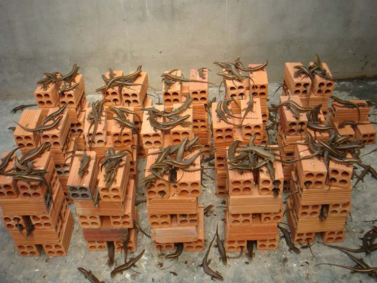 Kiếm bộn tiền từ loài 'rắn 4 chân' hiền khô nhút nhát - Hình 6 Kiem bon tien tu loai 'ran 4 chan' hien kho nhut nhat-Hinh-6