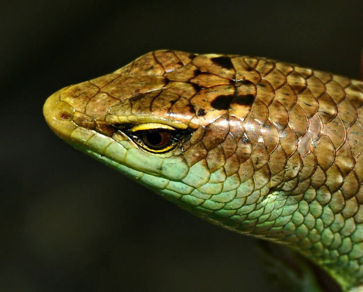 Kiếm bộn tiền từ loài 'rắn 4 chân' hiền khô nhút nhát Kiem bon tien tu loai 'ran 4 chan' hien kho nhut nhat