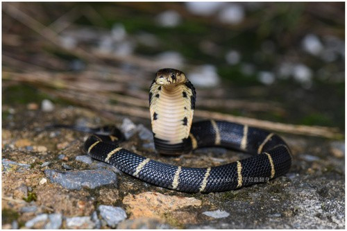 Top các loài rắn hổ mang độc nhất phân bố ở Việt Nam