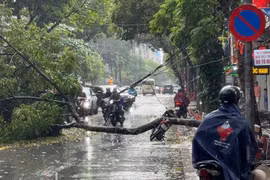 Cây xanh đổ đè trúng người đi xe máy ở Hà Nội